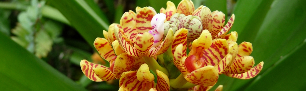 Kuba Flora & Fauna Orchideen