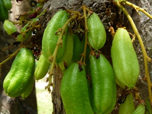 Kuba Gurkenbaum Flora