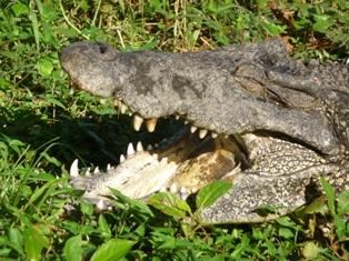 Kuba Fauna Krokodil
