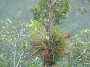 Kuba Flora Tillandsien